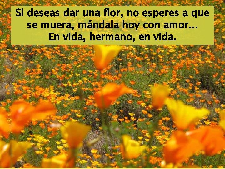 Si deseas dar una flor, no esperes a que se muera, mándala hoy con