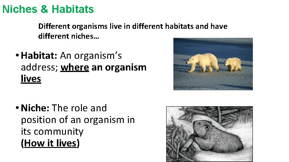 Niches & Habitats Different organisms live in different habitats and have different niches… •