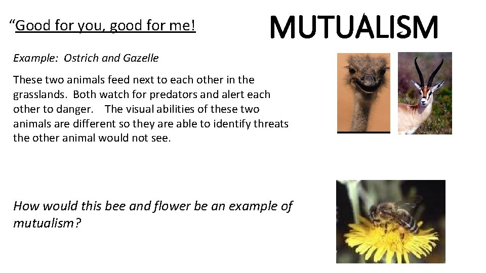 “Good for you, good for me! MUTUALISM Example: Ostrich and Gazelle These two animals