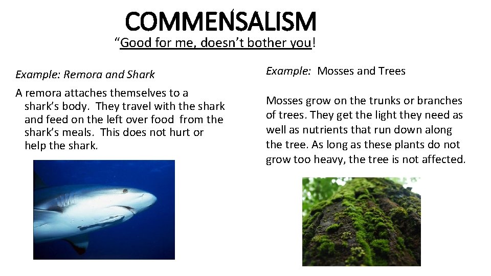COMMENSALISM “Good for me, doesn’t bother you! Example: Remora and Shark A remora attaches