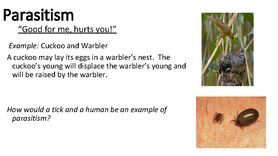 Parasitism “Good for me, hurts you!” Example: Cuckoo and Warbler A cuckoo may lay