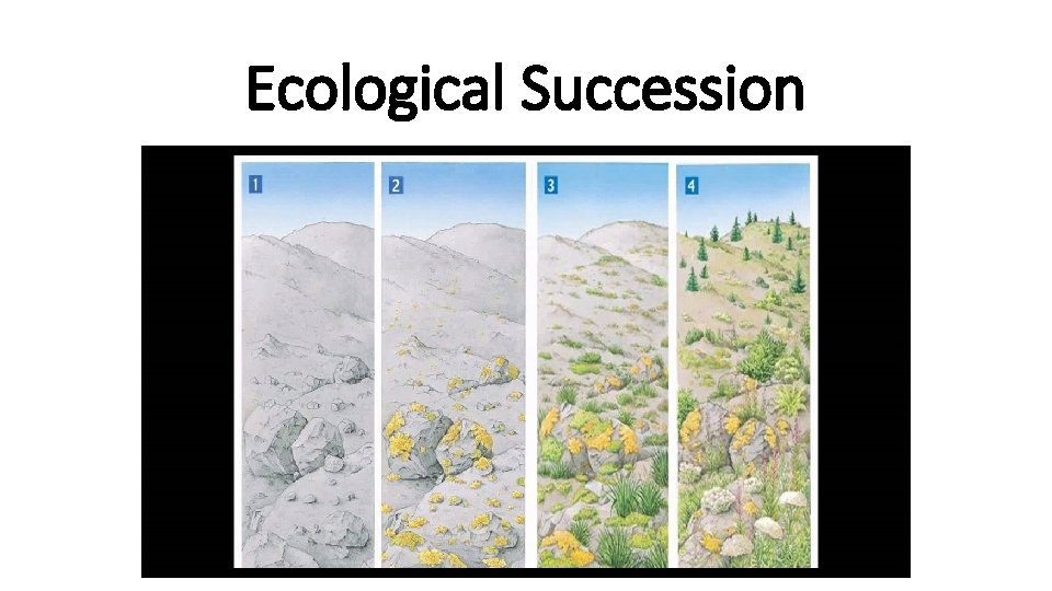 Ecological Succession 