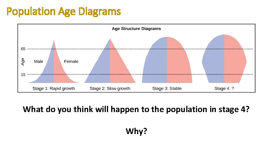 Population Age Diagrams What do you think will happen to the population in stage