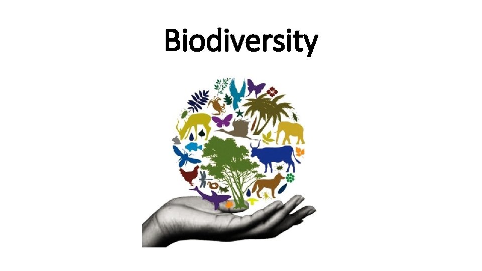 Biodiversity 