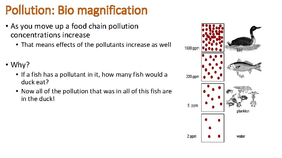 Pollution: Bio magnification • As you move up a food chain pollution concentrations increase