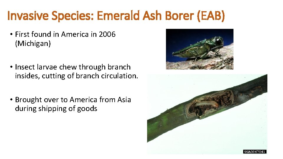 Invasive Species: Emerald Ash Borer (EAB) • First found in America in 2006 (Michigan)