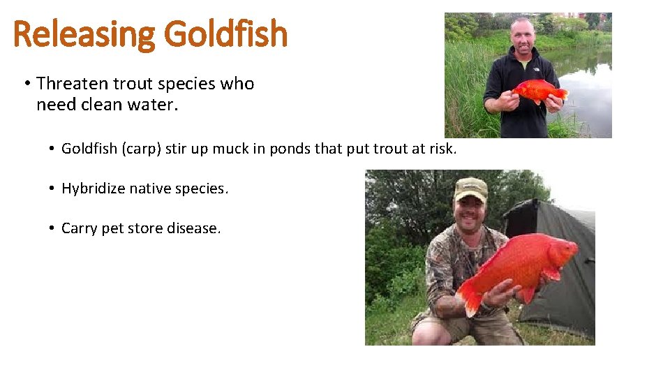 Releasing Goldfish • Threaten trout species who need clean water. • Goldfish (carp) stir