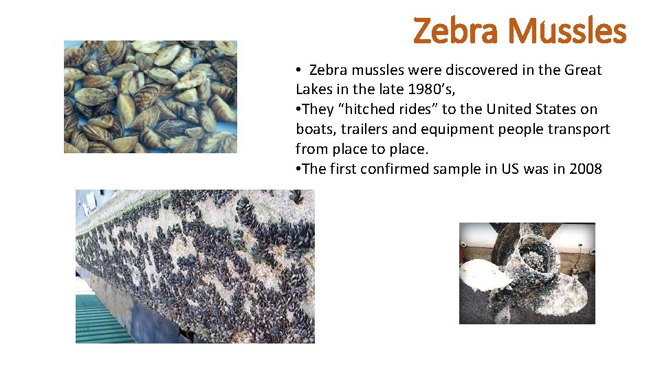 Zebra Mussles • Zebra mussles were discovered in the Great Lakes in the late