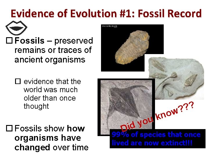 Evidence of Evolution #1: Fossil Record Fossils – preserved remains or traces of ancient