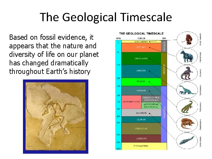 The Geological Timescale Based on fossil evidence, it appears that the nature and diversity