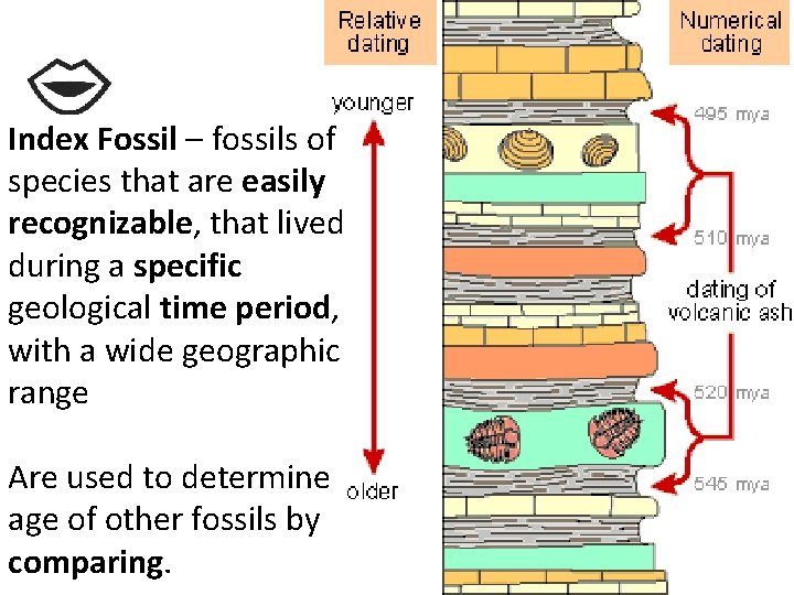 Index Fossil – fossils of species that are easily recognizable, that lived during a