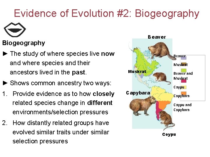 Evidence of Evolution #2: Biogeography Beaver Biogeography ► The study of where species live