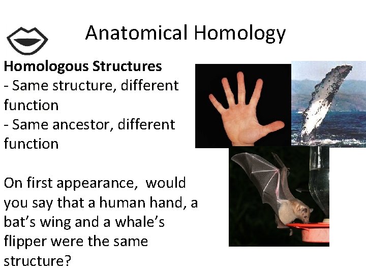 Anatomical Homology Homologous Structures - Same structure, different function - Same ancestor, different function