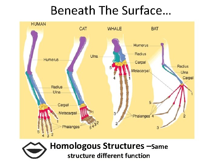 Beneath The Surface… Homologous Structures –Same structure different function 