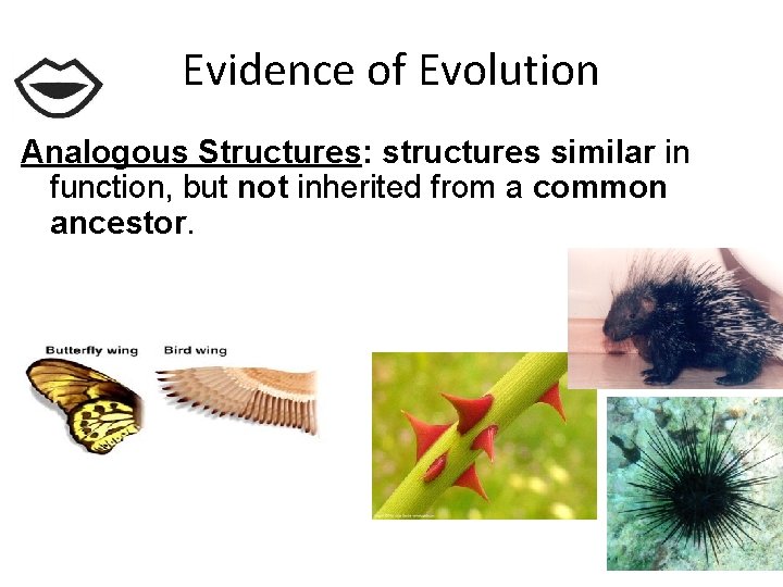 Evidence of Evolution Analogous Structures: structures similar in function, but not inherited from a