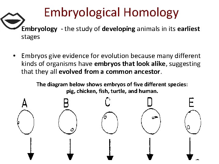 Embryological Homology • Embryology - the study of developing animals in its earliest stages