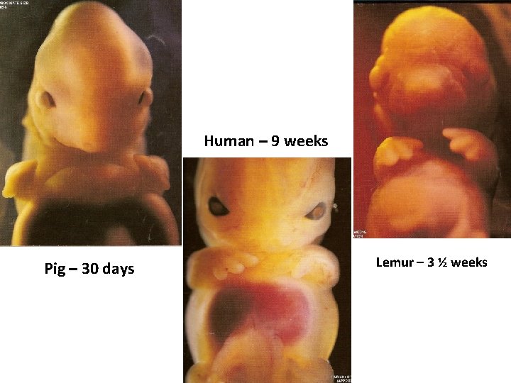 Human – 9 weeks Pig – 30 days Lemur – 3 ½ weeks 