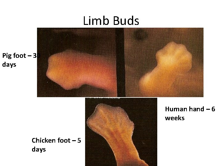 Limb Buds Pig foot – 30 days Human hand – 6 weeks Chicken foot