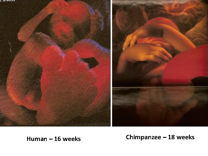 Human – 16 weeks Chimpanzee – 18 weeks 