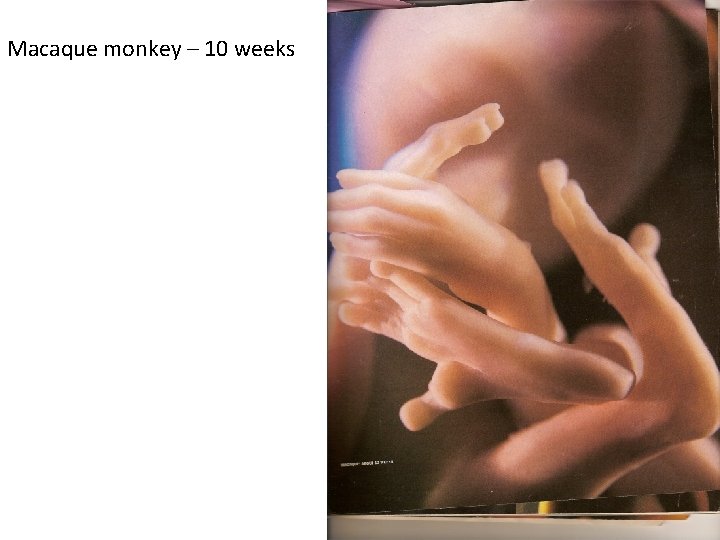 Macaque monkey – 10 weeks 