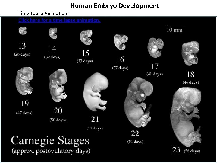 Human Embryo Development Time Lapse Animation: Click here for a time lapse animation. 4