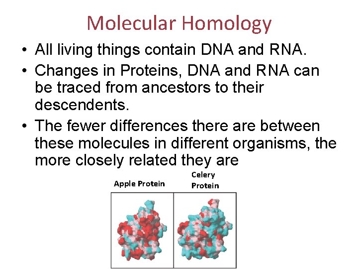 Molecular Homology • All living things contain DNA and RNA. • Changes in Proteins,