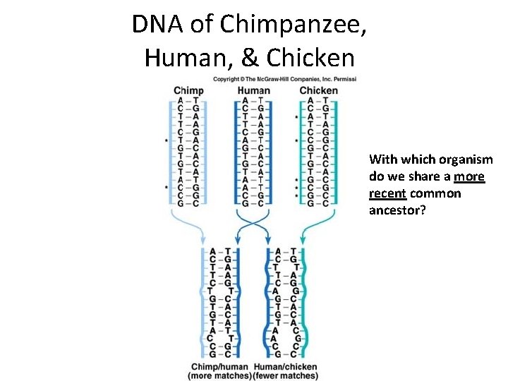 DNA of Chimpanzee, Human, & Chicken Note – there are more differences between the