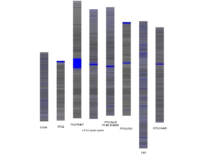 Chromosome 1 of different species 