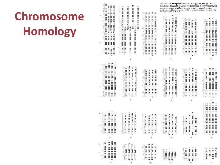 Chromosome Homology Chromosome comparison of human, chimpanzee, gorilla, and orangutan 