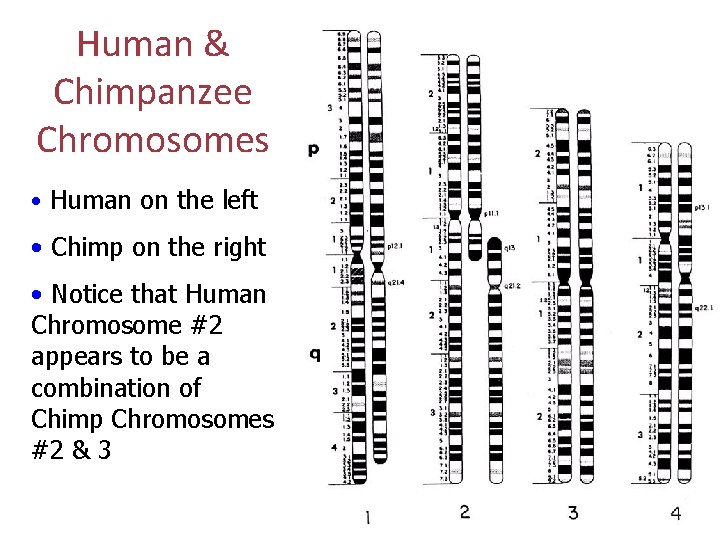 Human & Chimpanzee Chromosomes • Human on the left • Chimp on the right