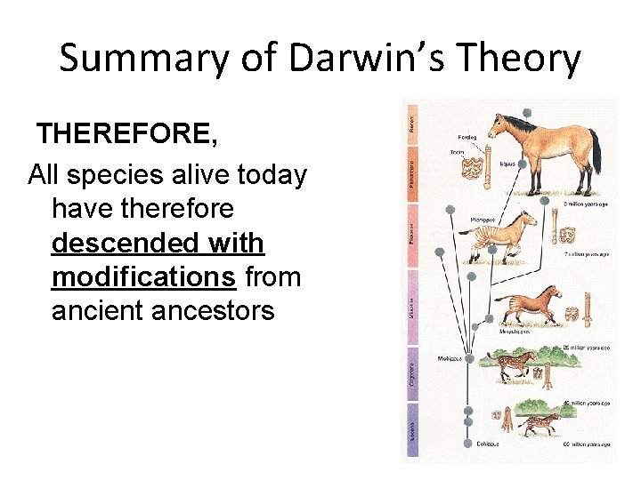 Summary of Darwin’s Theory THEREFORE, All species alive today have therefore descended with modifications