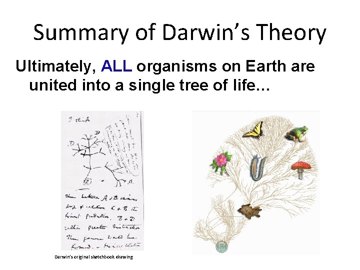 Summary of Darwin’s Theory Ultimately, ALL organisms on Earth are united into a single