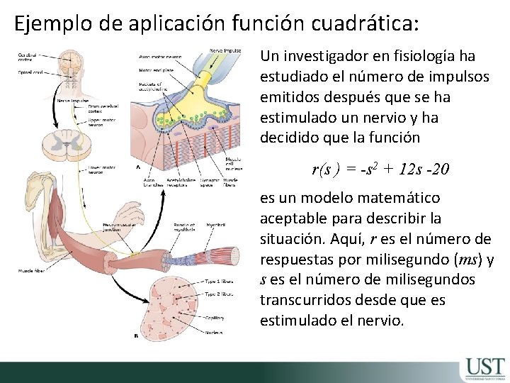 Ejemplo de aplicación función cuadrática: Un investigador en fisiología ha estudiado el número de