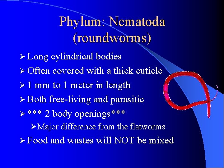 Phylum: Nematoda (roundworms) Ø Long cylindrical bodies Ø Often covered with a thick cuticle Phylum: Nematoda (roundworms) Ø Long cylindrical bodies Ø Often covered with a thick cuticle