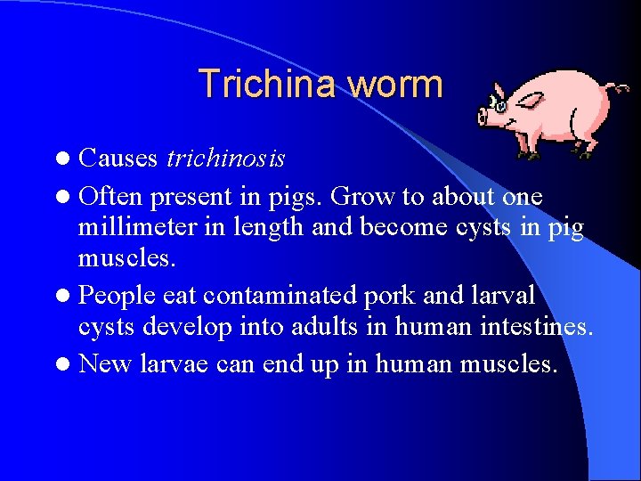 Trichina worm l Causes trichinosis l Often present in pigs. Grow to about one Trichina worm l Causes trichinosis l Often present in pigs. Grow to about one