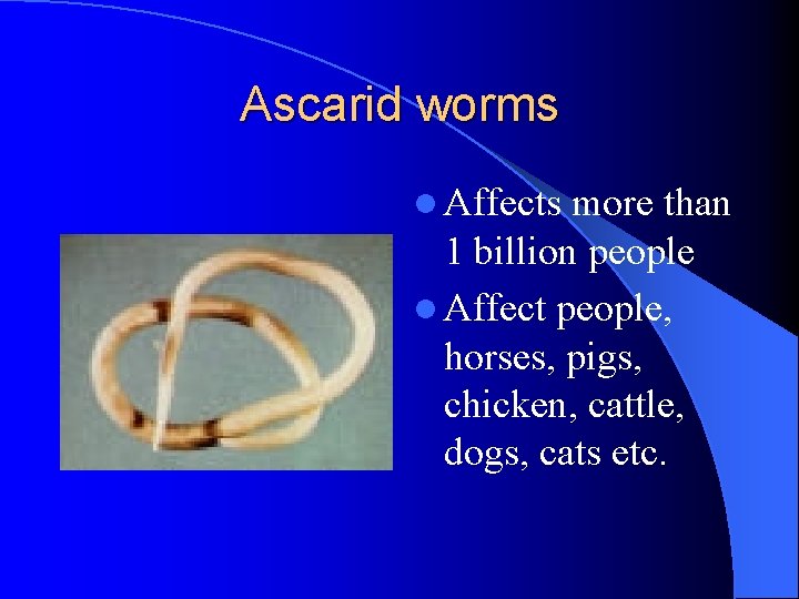 Ascarid worms l Affects more than 1 billion people l Affect people, horses, pigs, Ascarid worms l Affects more than 1 billion people l Affect people, horses, pigs,