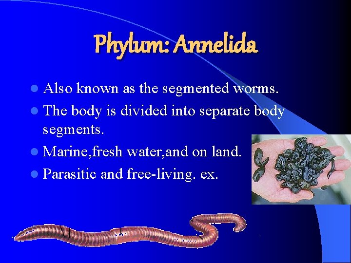 Phylum: Annelida l Also known as the segmented worms. l The body is divided Phylum: Annelida l Also known as the segmented worms. l The body is divided