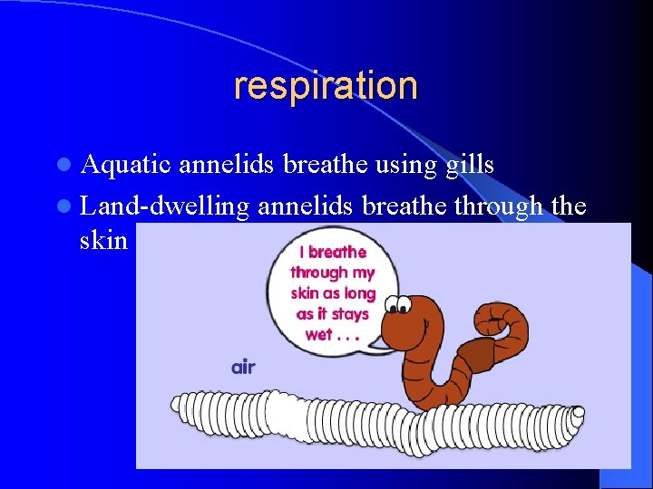 respiration l Aquatic annelids breathe using gills l Land-dwelling annelids breathe through the skin respiration l Aquatic annelids breathe using gills l Land-dwelling annelids breathe through the skin