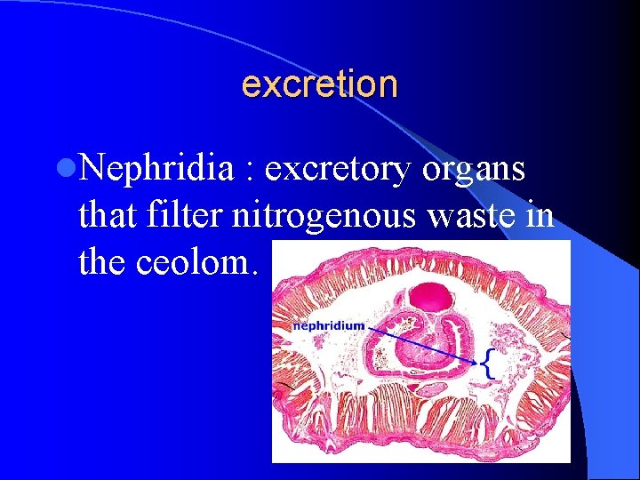 excretion l. Nephridia : excretory organs that filter nitrogenous waste in the ceolom. excretion l. Nephridia : excretory organs that filter nitrogenous waste in the ceolom.
