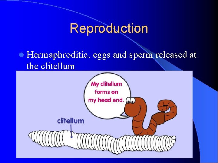 Reproduction l Hermaphroditic. the clitellum eggs and sperm released at Reproduction l Hermaphroditic. the clitellum eggs and sperm released at