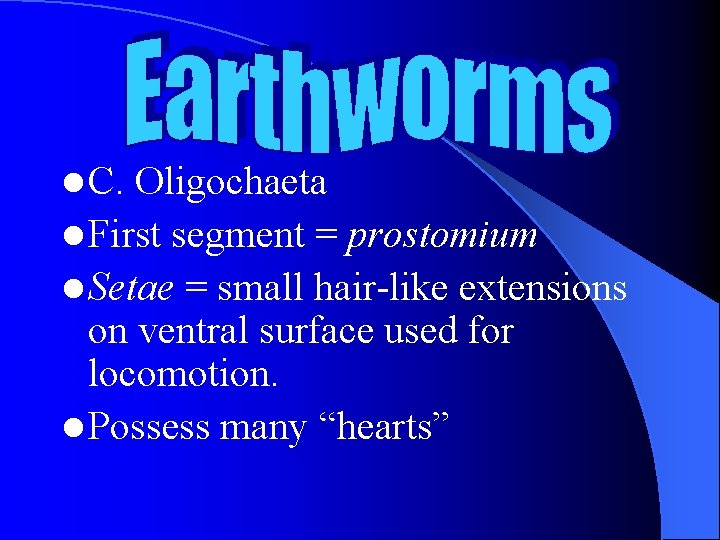 l C. Oligochaeta l First segment = prostomium l Setae = small hair-like extensions l C. Oligochaeta l First segment = prostomium l Setae = small hair-like extensions