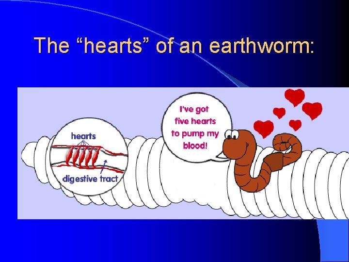 The “hearts” of an earthworm: The “hearts” of an earthworm: