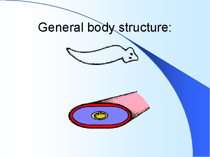 General body structure: General body structure:
