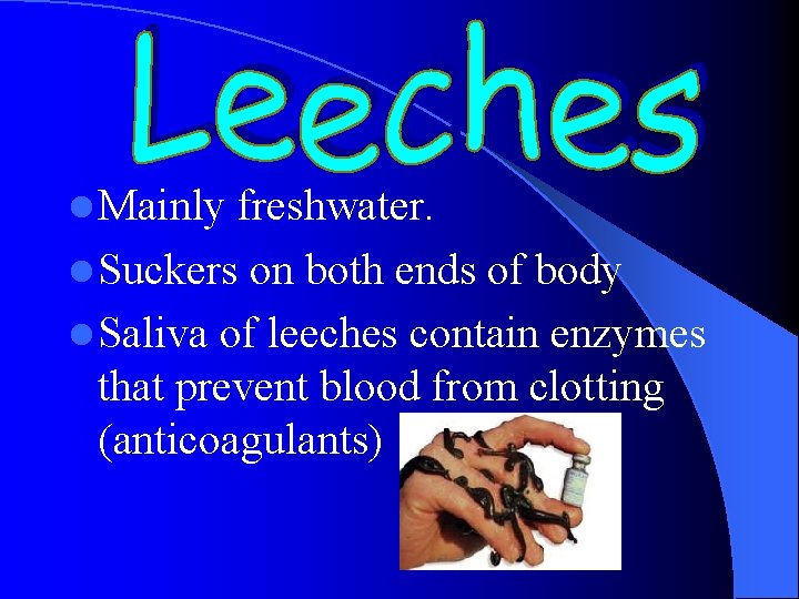 l Mainly freshwater. l Suckers on both ends of body l Saliva of leeches l Mainly freshwater. l Suckers on both ends of body l Saliva of leeches