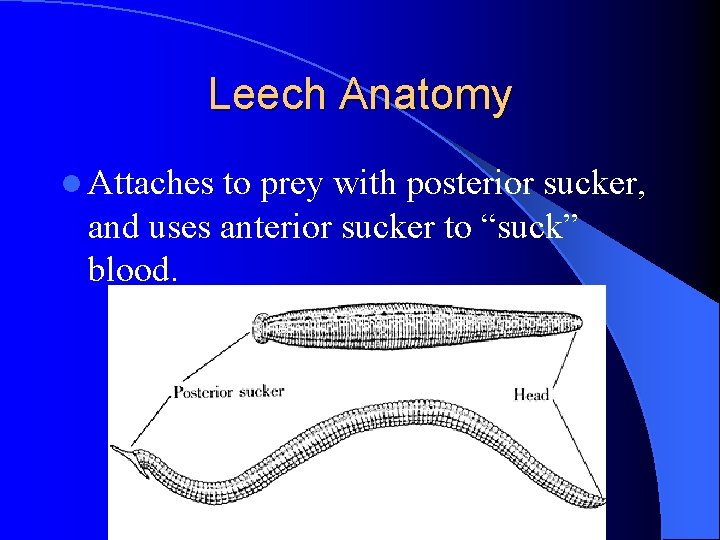 Leech Anatomy l Attaches to prey with posterior sucker, and uses anterior sucker to Leech Anatomy l Attaches to prey with posterior sucker, and uses anterior sucker to