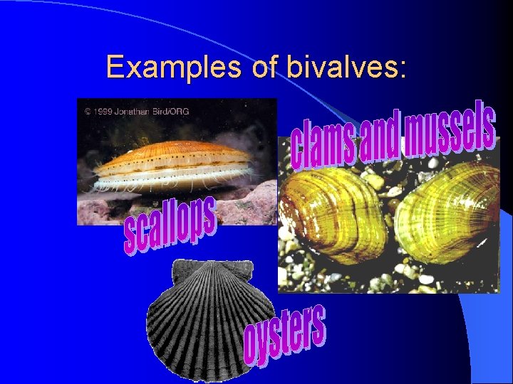 Examples of bivalves: Examples of bivalves:
