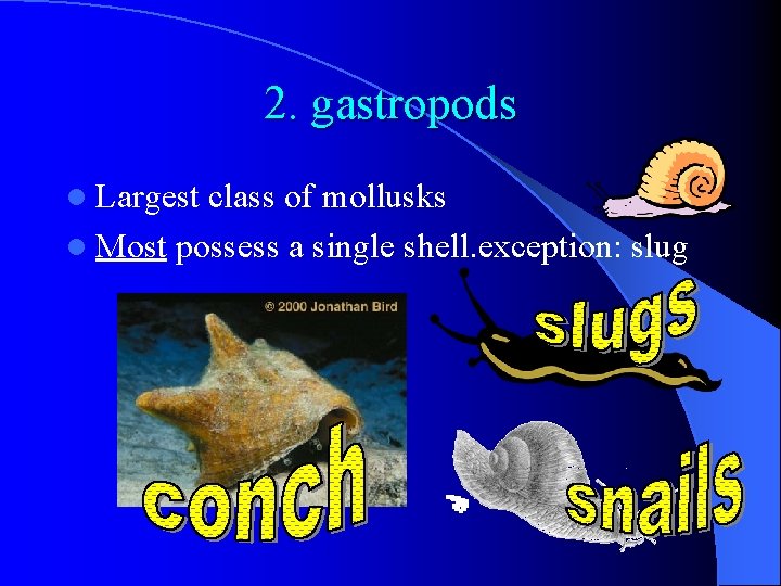 2. gastropods l Largest class of mollusks l Most possess a single shell. exception: 2. gastropods l Largest class of mollusks l Most possess a single shell. exception: