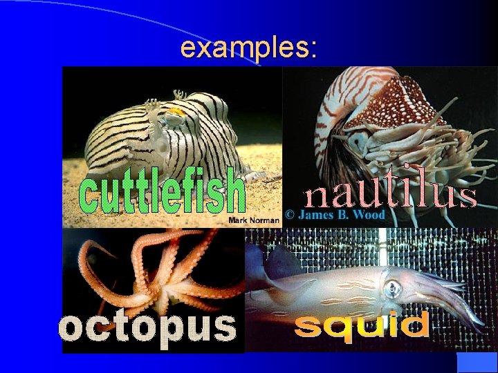 examples: examples: