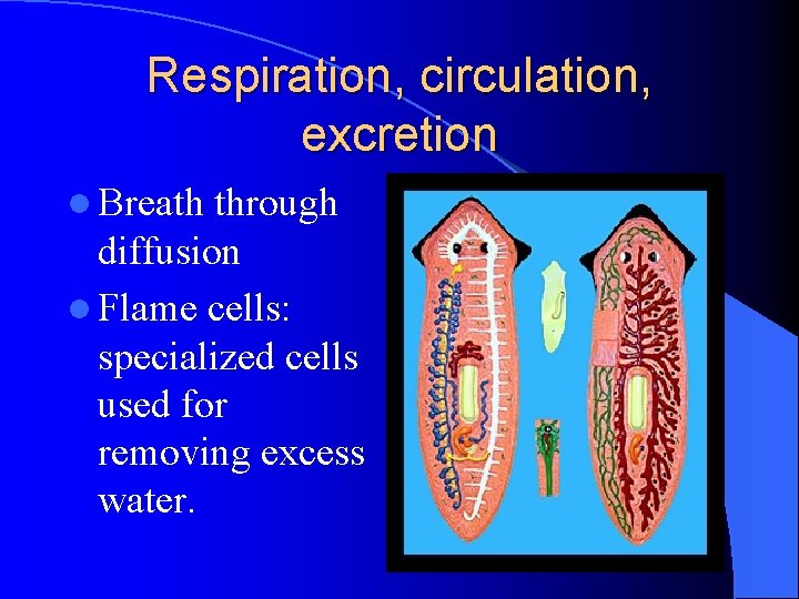 Respiration, circulation, excretion l Breath through diffusion l Flame cells: specialized cells used for Respiration, circulation, excretion l Breath through diffusion l Flame cells: specialized cells used for