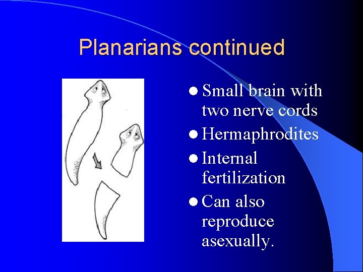 Planarians continued l Small brain with two nerve cords l Hermaphrodites l Internal fertilization Planarians continued l Small brain with two nerve cords l Hermaphrodites l Internal fertilization